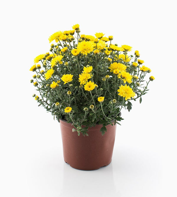 Plastic Flower Bouquet