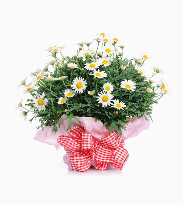 White Pot Bouquet